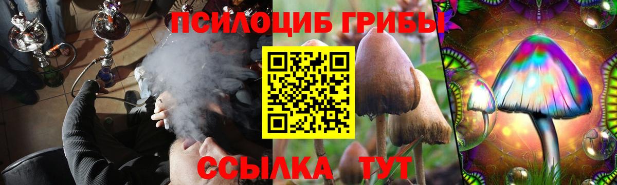 Карачаевск  Псилоцибиновые грибы Psilocybine cubensis  Вход с VPN 